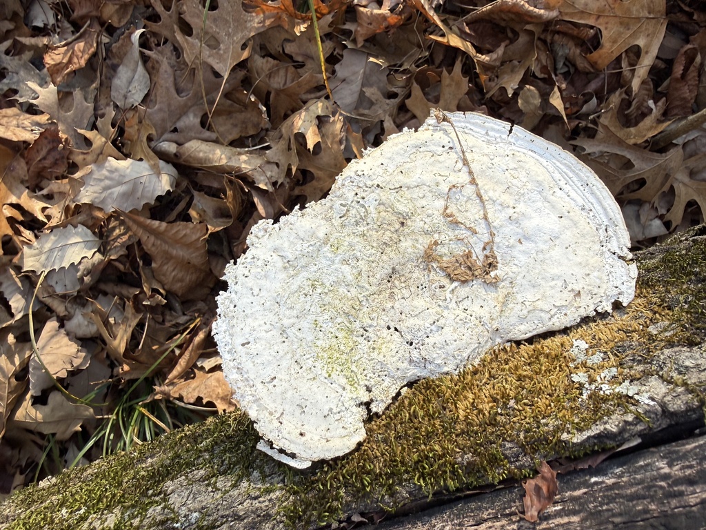 Trametes aesculi · December 2025 · photo: © ashleyrsteel (iNaturalist, cc-by)