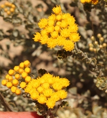 Pentzia dentata