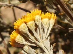 Pentzia dentata