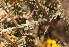 Pentzia dentata