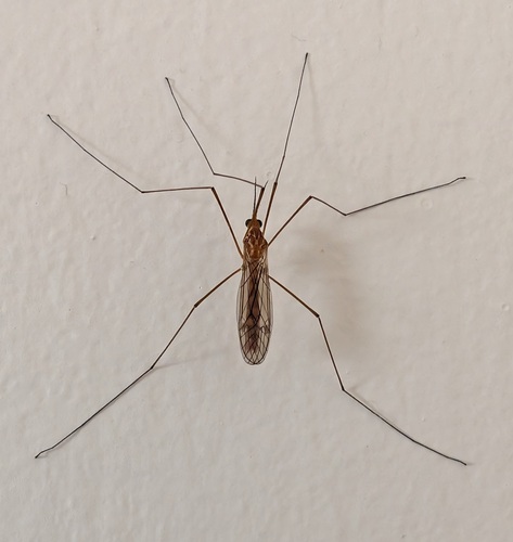Unknown species found near Standish, Minneapolis, MN, USA