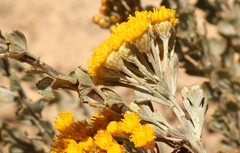 Pentzia dentata