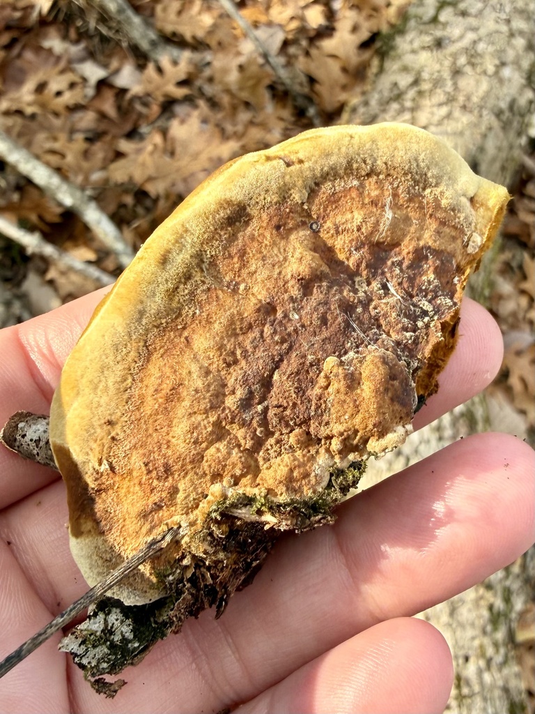 Fuscoporia gilva · December 2025 · photo: © ashleyrsteel (iNaturalist, cc-by)