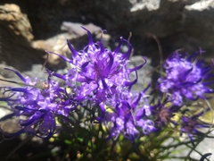 Phyteuma hedraianthifolium