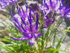 Phyteuma hedraianthifolium