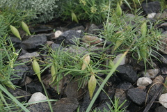 Vincetoxicum sibiricum