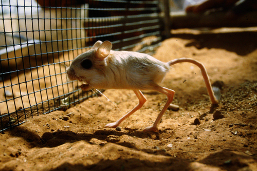 Lesser Egyptian Jerboa