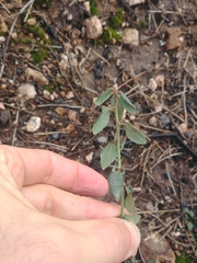 Ceanothus integerrimus