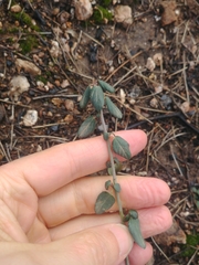 Ceanothus integerrimus