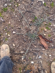 Ceanothus integerrimus