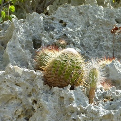 Melocactus macracanthos