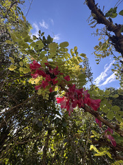 Poitea punicea, photograph (c) Emmett Serrano, some rights reserved (CC BY)