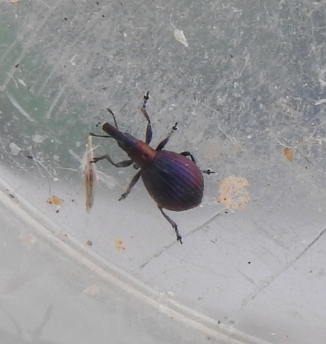 Pseudaplemonus limonii