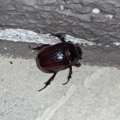 Bothynus exaratus