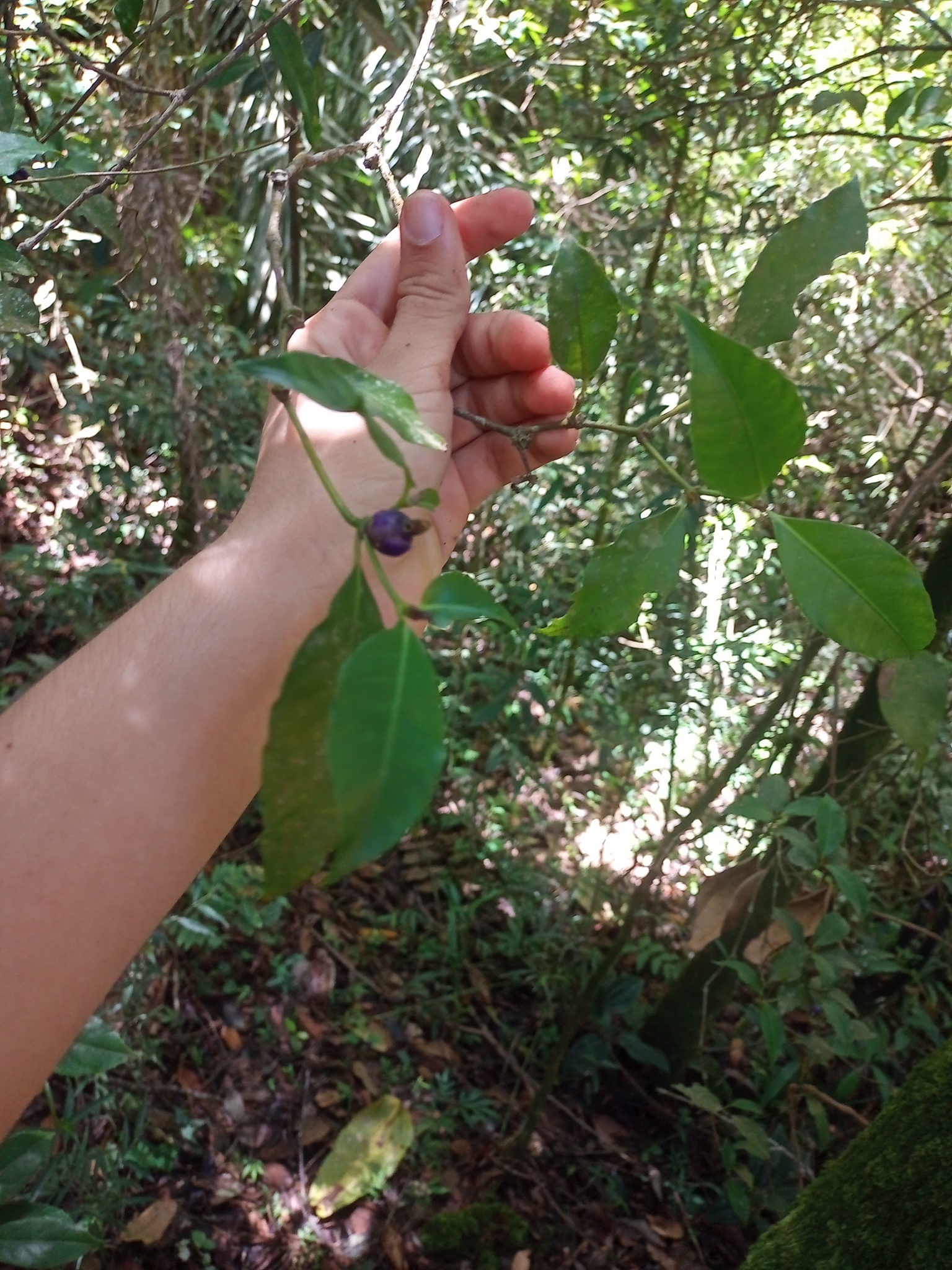 Psychotria suterella