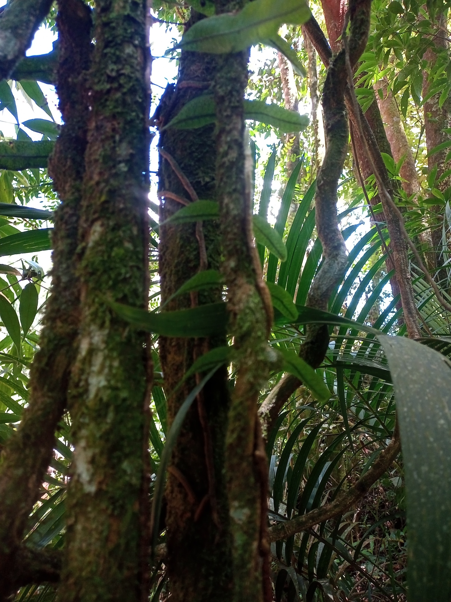 Microgramma squamulosa
