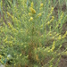Artemisia palustris - Photo (c) Daba, algunos derechos reservados (CC BY-NC), uploaded by Daba
