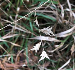 Chasmanthium nitidum