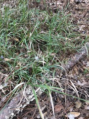 Chasmanthium nitidum