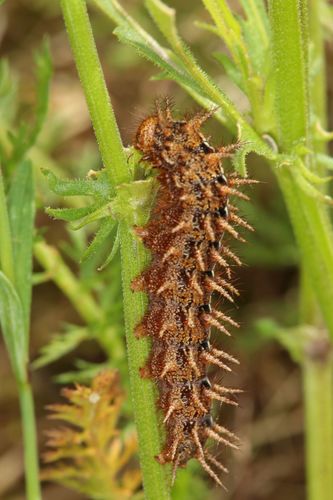 Juodakis Perlinukas nuotrauka