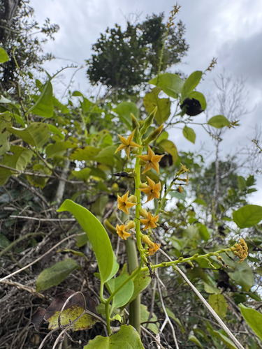 Myriopus maculatus observed 2025-12-24