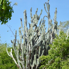Cereeae