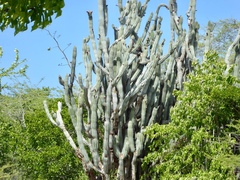 Cereeae