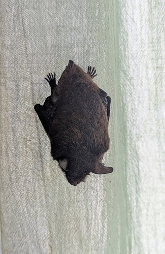 Black Myotis