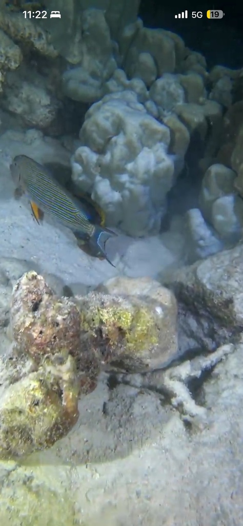 Lined surgeonfish