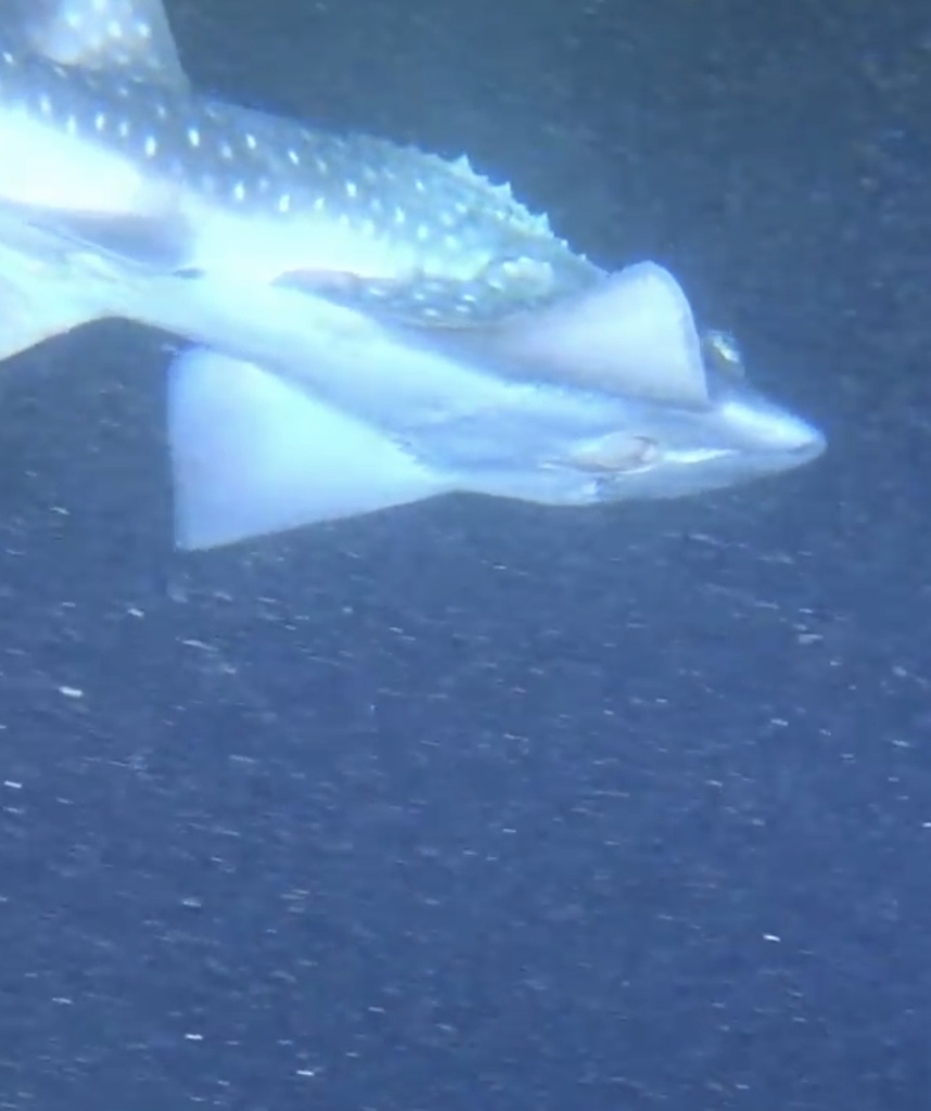 Bowmouth guitarfish with a spotted back and thorny ridges, close to the camera in dim blue water