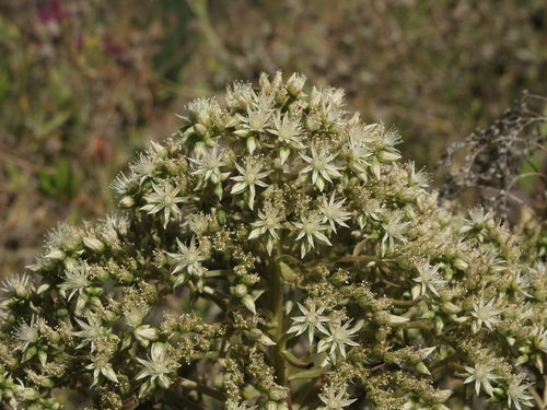 Aeonium hierrense