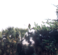 Merops viridissimus