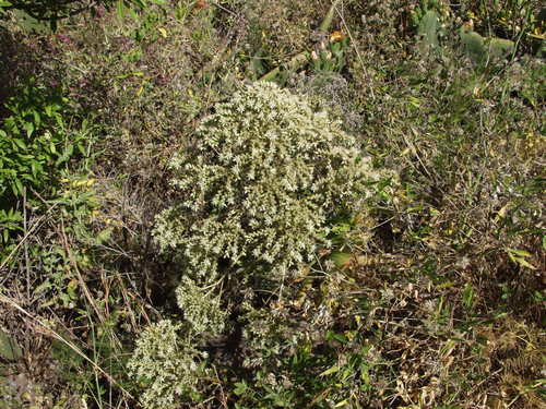 Aeonium hierrense