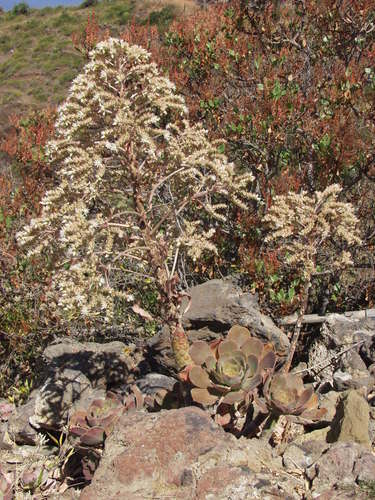 Aeonium hierrense