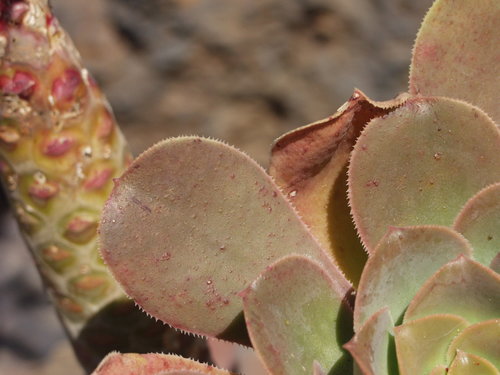 Aeonium hierrense