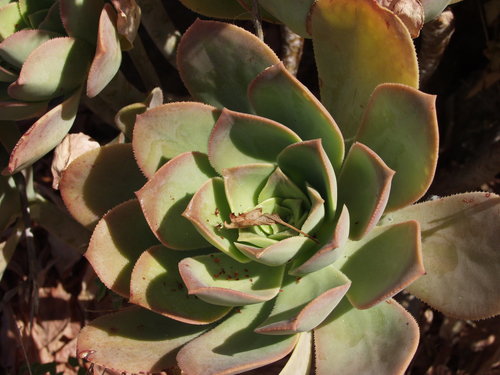 Aeonium hierrense