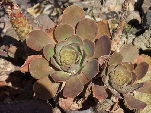 Aeonium hierrense
