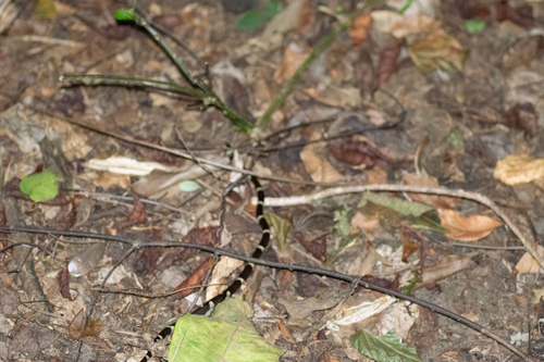 Black-banded Cat-eyed Snake