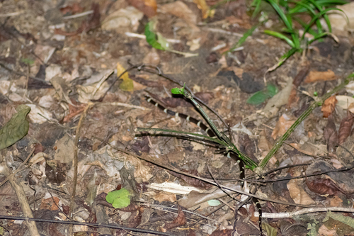 Black-banded Cat-eyed Snake