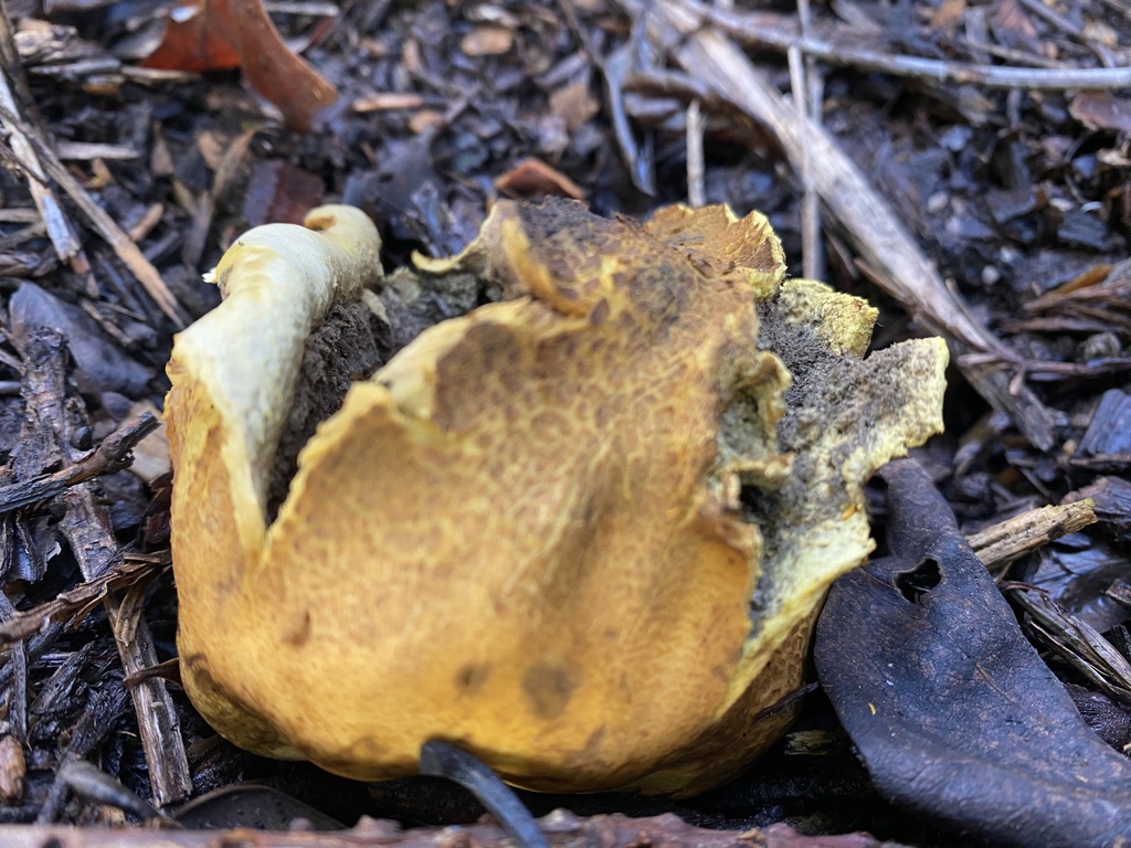 Scleroderma cepa · December 2025 · photo: © katharinegk (iNaturalist, cc-by)