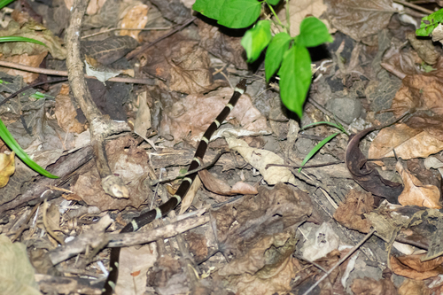 Black-banded Cat-eyed Snake