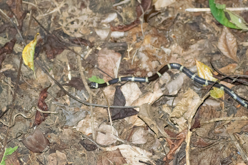 Black-banded Cat-eyed Snake