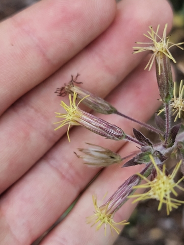 Betonyleaf Brickellbush (Brickellia betonicifolia)