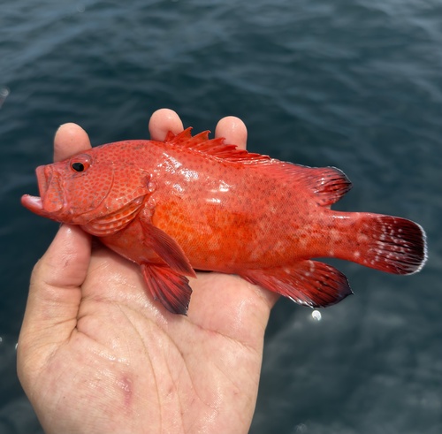 Coral cod (Cephalopholis sonnerati) — Serranidae — 2