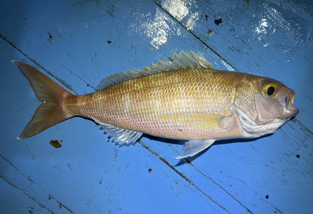 Crimson Jobfish