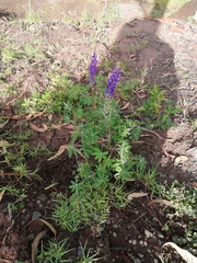 Lupinus