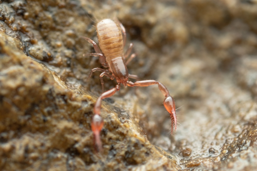 Albiorix parvidentatus
