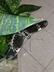 Heraclides androgeus laodocus