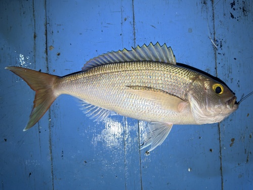 Pristipomoides filamentosus observed 2025-12-25