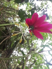 Passiflora antioquiensis